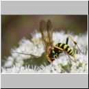 Banchus pictus Schlupfwespe w01b 11mm - OS-Hellern Wiese det06.jpg